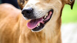 Prefeitura de Ferraz realiza novo mutirão de castração gratuita para cães e gatos no dia 19
