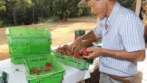Finep vai pagar R$ 220 milhões para inovações em agricultura familiar