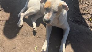 Meio Ambiente e Saúde resgatam cães vítimas de maus-tratos em ocorrência policial