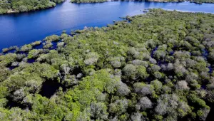 Alertas de desmatamento na Amazônia caem 35% em junho de 2026