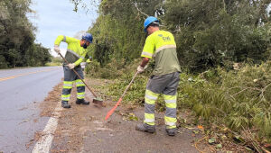 Rodovias são liberadas após ventania provocar queda de árvores