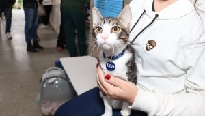 Mutir&atilde;o de castra&ccedil;&atilde;o atende 150 animais em a&ccedil;&atilde;o no &uacute;ltimo s&aacute;bado