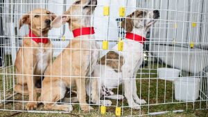 'Baby, me Leva!' promove ado&ccedil;&atilde;o de 23 animais no Parque Max Feffer