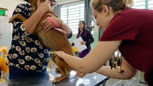Mutir&atilde;o de castra&ccedil;&atilde;o atende 148 animais na Vila Sol Nascente