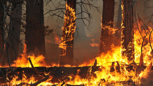 Descuidos que viram inc&ecirc;ndio: confira os erros mais comuns nas propriedades rurais