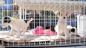 Prefeitura de Poá promove campanha de adoção responsável de cães e gatos durante o mês de agosto