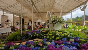 33&ordf; Expo Aflord come&ccedil;a neste s&aacute;bado (15) com expectativa de mais de 40 mil visitantes e inaugura&ccedil;&atilde;o 
