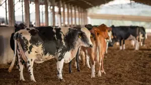 UE suspende carnes do Brasil; entenda impacto e pr&oacute;ximos passos