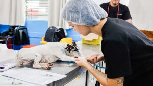 Suzano realiza castra&ccedil;&atilde;o de 146 c&atilde;es e gatos no Boa Vista
