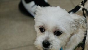 Mutirão de castração atende 222 animais no Jardim Cacique