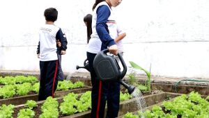 Suzano se destaca por projetos de hortas nas escolas que estimulam educação ambiental