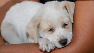 Mutir&atilde;o de castra&ccedil;&atilde;o atende 190 animais no Jardim Europa