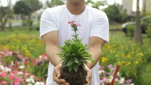 Viveiro Municipal de Suzano é responsável por dar suporte aos projetos de arborização da cidade