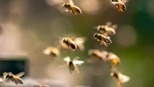Ataque a garota de Ibirité acende alerta para perigo de picadas de abelhas. Sabe o que deve fazer?