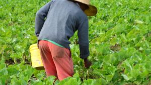 Fortes chuvas prejudicam produ&ccedil;&atilde;o de hortali&ccedil;as 