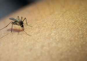 Alto Tietê registra sétima morte por dengue; são mais de 10,7 mil casos 