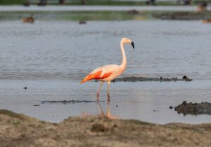 Biólogos flagram Flamingo-Chileno em várzea do Tietê em Suzano