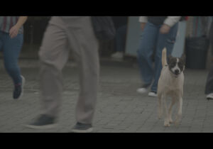 Cães de rua em cena: "Pet" estreia em Ferraz com olhar sensível sobre animais abandonados