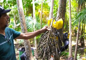 Alto Tietê é destaque na COP30 com projeto de colheita mecanizada