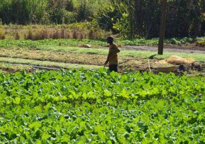 Investimentos da Prefeitura fortalecem a agricultura familiar em Suzano