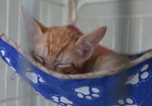 Meio Ambiente promove nova edição do 'Baby, me Leva!' no Suzano Shopping