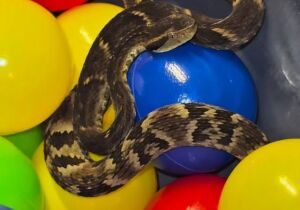 Cobra é encontrada em piscina de bolinhas de restaurante em Suzano