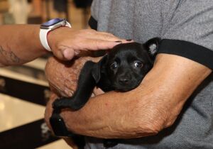 Meio Ambiente viabiliza adoção de 144 cães e gatos pelo 'Baby, me Leva!' neste ano