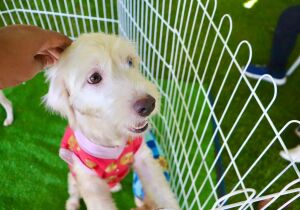 Suzano abre cadastro para campanha de vacinação V4 e V10 destinada a cães e gatos