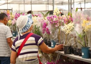 Alto Tietê recebe Parque Permanente de Flores e Plantas para fortalecer cadeia produtiva e turismo