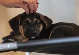 Lei define guarda compartilhada de pets; veja detalhes