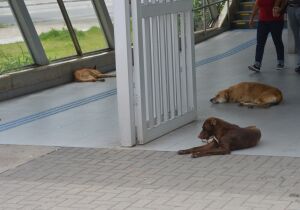 Estação tem cães comunitários e impasse sobre responsabilidade