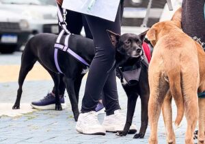 Arujá se mobiliza pelo bem-estar animal com a "Caminhada Pet" neste domingo (26)