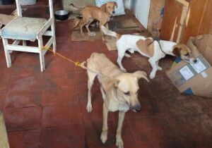 Meio Ambiente resgata 13 cães em situação de maus-tratos