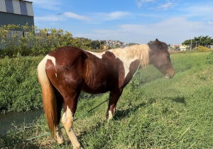 Meio Ambiente resgata cinco cavalos em situação de abandono no Miguel Badra
