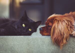 Estado vai ouvir municípios em pesquisa de bem-estar animal