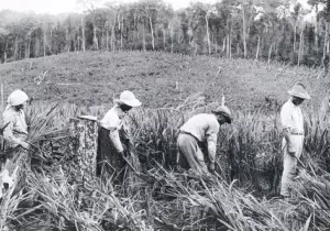Trabalho agrícola: papel fundamental no crescimento econômico da cidade