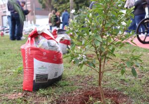 Parceria entre Meio Ambiente e Rotary resulta no plantio de 45 árvores em praça no Colorado