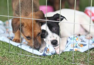 'Baby, me Leva!' promove novo evento de adoção de pets neste domingo