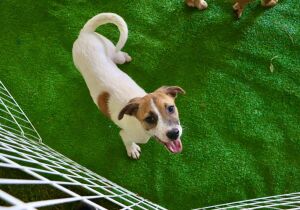 'Baby, me Leva!' promove novo evento de adoção de animais neste domingo