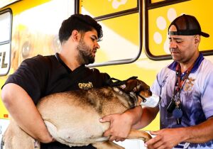 Prefeitura de Ferraz realiza mutirão gratuito de castração de cães e gatos de 24 a 26 de julho
