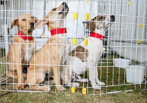 'Baby, me Leva!' promove adoção de 23 animais no Parque Max Feffer