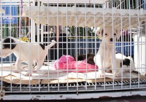 Prefeitura de Poá promove campanha de adoção responsável de cães e gatos durante o mês de agosto
