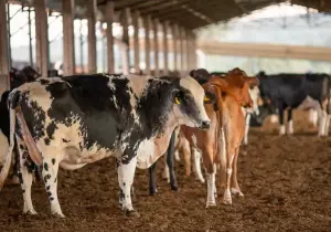 UE suspende carnes do Brasil; entenda impacto e próximos passos