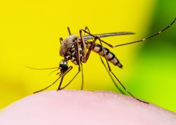 Mogi das Cruzes confirma mais duas mortes por dengue; total sobe para 17 no Alto Tietê


