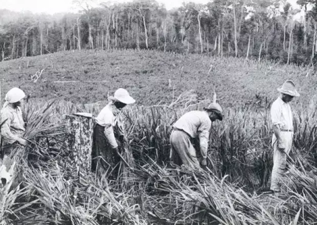 Trabalho agrícola: papel fundamental no crescimento econômico da cidade