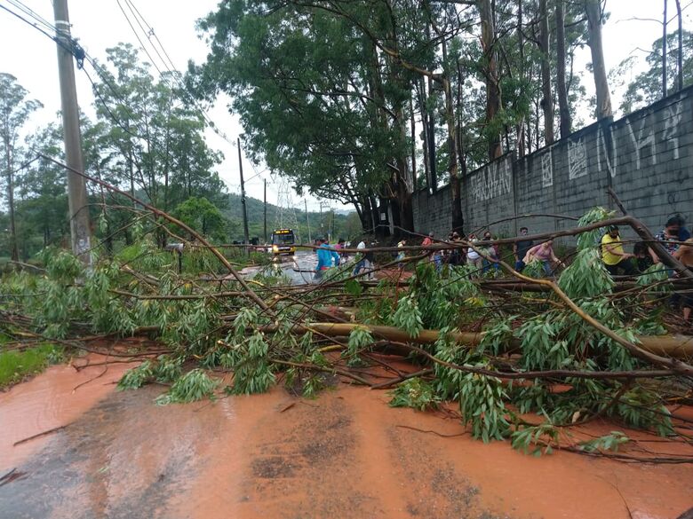 Árvore derruba muro após chuva na Estrada da Pedreira