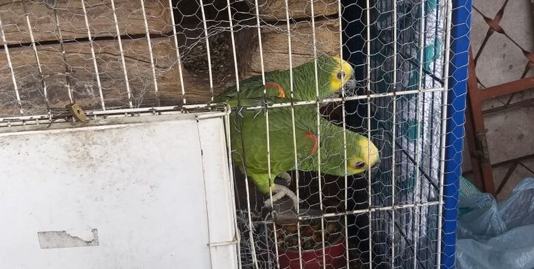 PM resgata papagaios mantidos em cativeiro em Itaquá