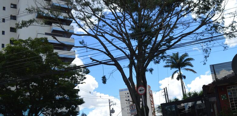 Alto Tietê registra mais de 1,6 mil ocorrências de árvores na rede elétrica