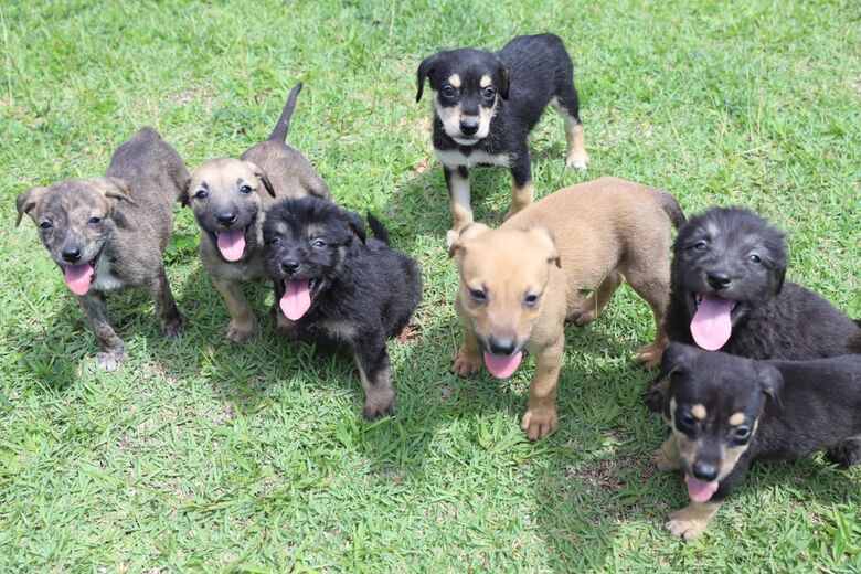 Projeto ‘Baby, me leva!’ tem mais sete cães para adoção