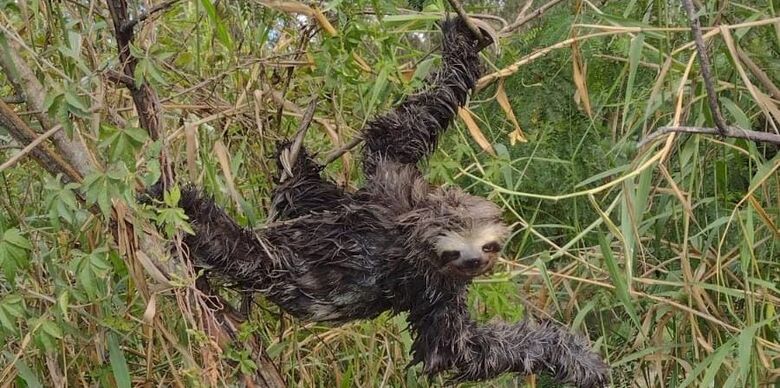 Bicho-preguiça é resgatado em Itaquá